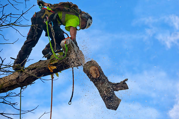 How Our Tree Care Process Works  in  Westfield, WI